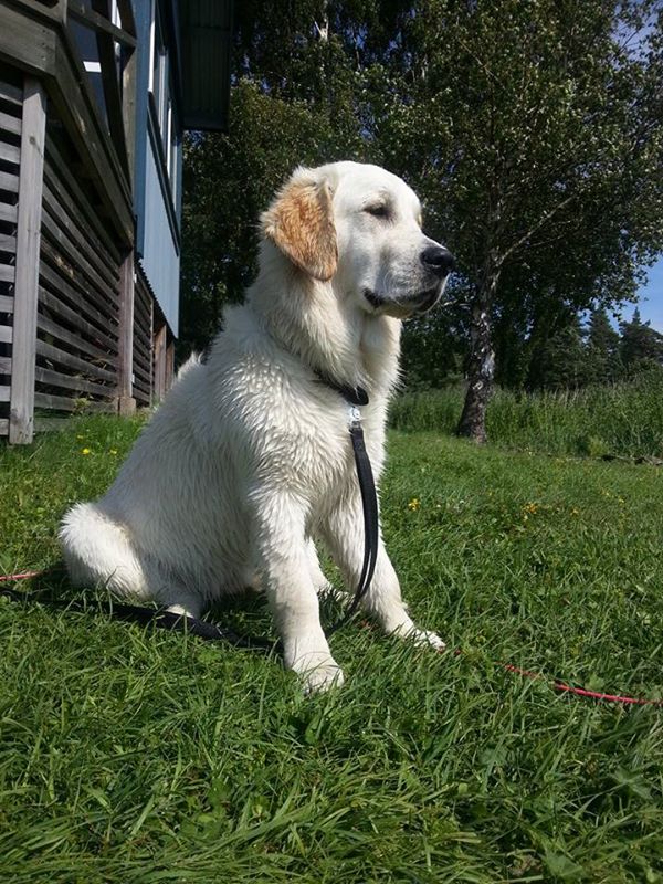 11885081_909980705705665_6018601318698263485_n