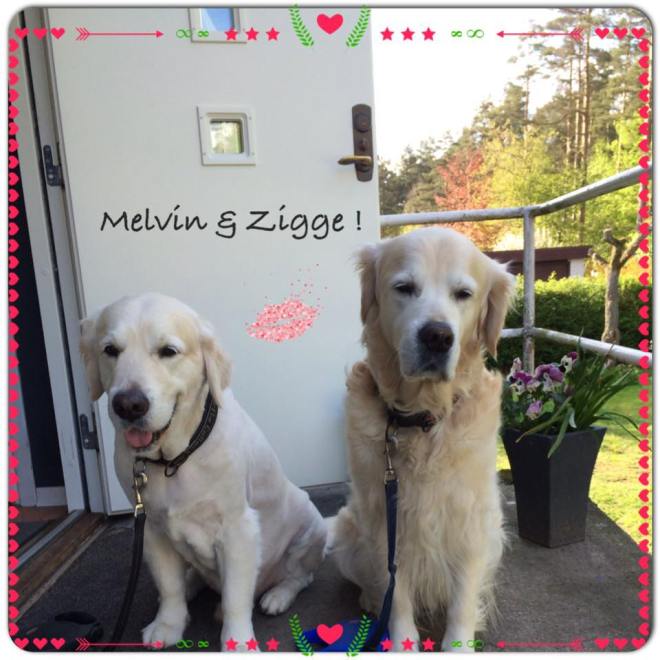 11902485_10206006866028149_7762927482068465161_n (1)