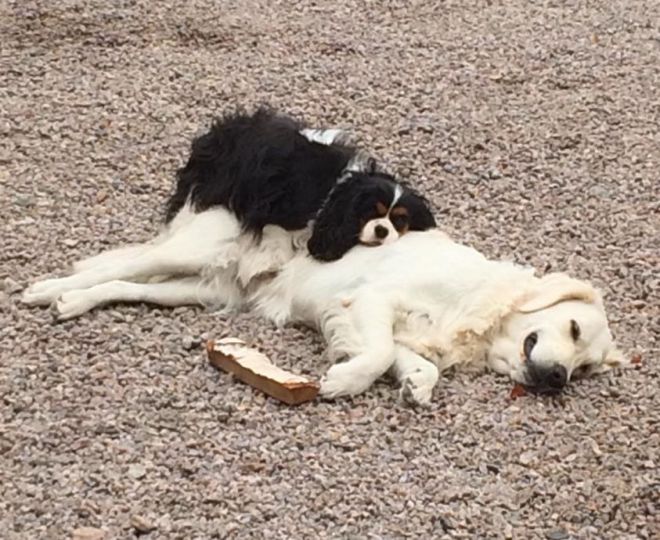 11949553_10204785384825101_5436670504228051405_n