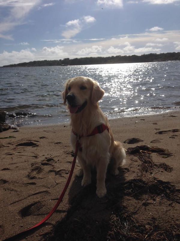 11953076_10207324709494465_391308207035282610_n