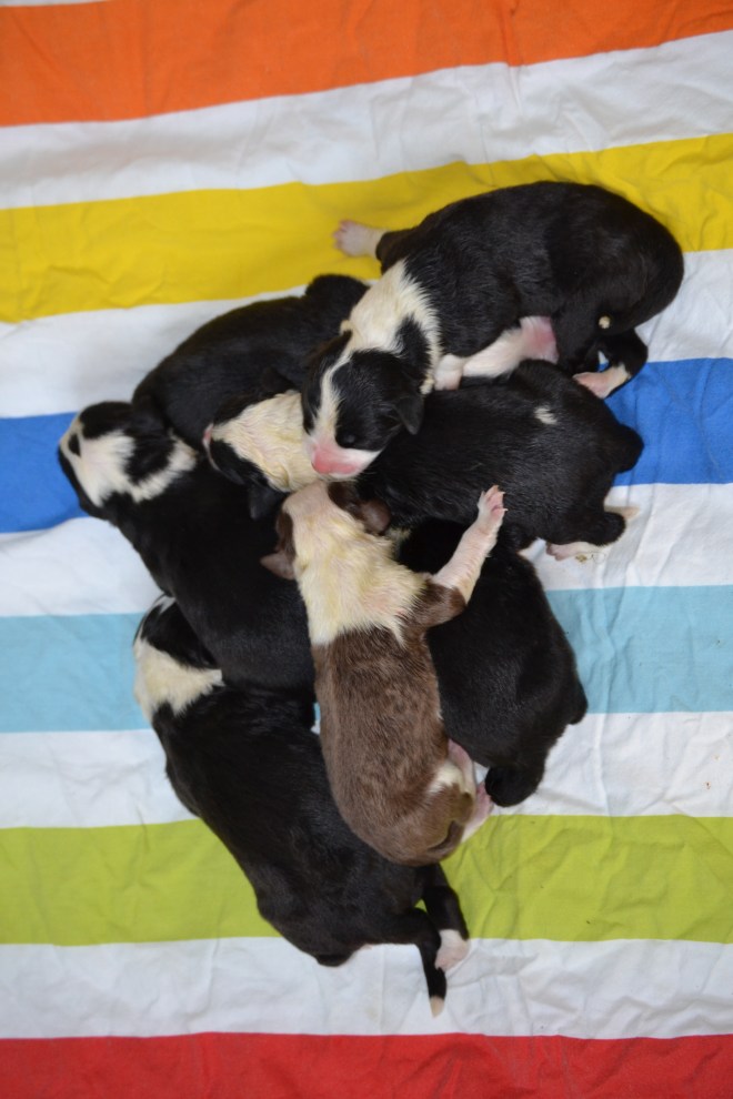 Det firar vi med våra nykomlingar. Bara några timmar gamla